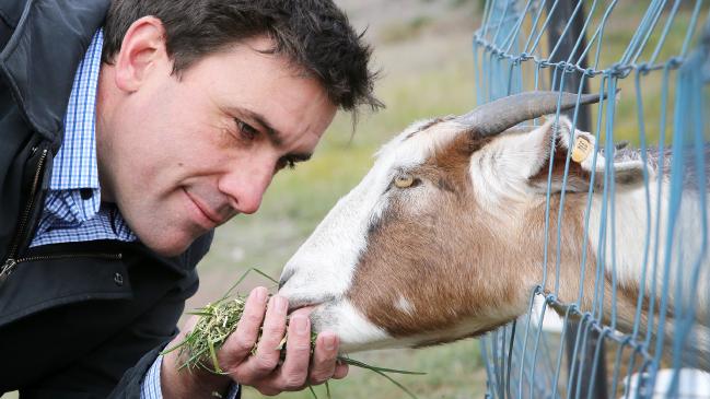 Coal River Farm owner Daniel Leesong tends to one of his ornery goats. Picture: Chris Kidd